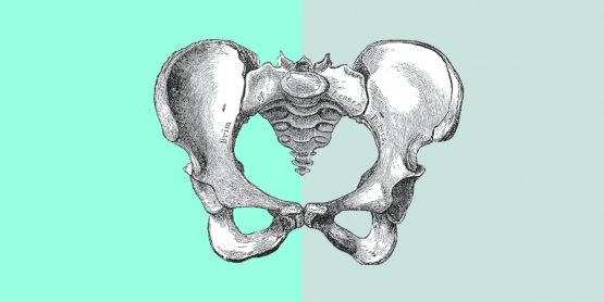 Illustration of the coccyx aka the tailbone